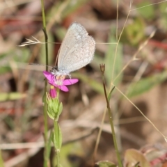 Zizina otis (Common Grass-Blue) at East Boyd State Forest - 23 Dec 2022 by KylieWaldon