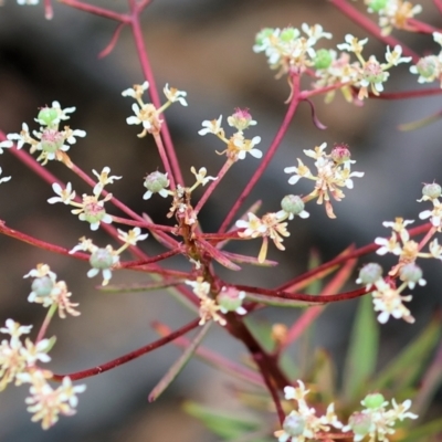 Poranthera corymbosa (Clustered Poranthera) at Kiah, NSW - 24 Dec 2022 by KylieWaldon