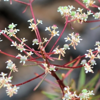 Poranthera corymbosa (Clustered Poranthera) at East Boyd State Forest - 23 Dec 2022 by KylieWaldon