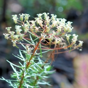 Poranthera corymbosa at Kiah, NSW - 24 Dec 2022