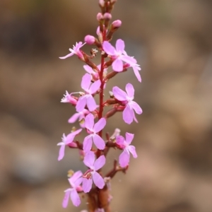 Stylidium sp. at Kiah, NSW - 24 Dec 2022 09:44 AM