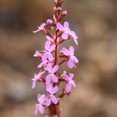 Stylidium sp. (Trigger Plant) at East Boyd State Forest - 23 Dec 2022 by KylieWaldon
