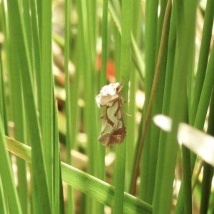 Cosmodes elegans at Burradoo, NSW - suppressed