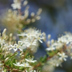 Bursaria spinosa (Native Blackthorn, Sweet Bursaria) at East Boyd State Forest - 23 Dec 2022 by KylieWaldon