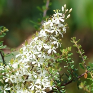 Bursaria spinosa at Kiah, NSW - 24 Dec 2022