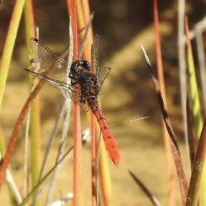 Nannophya dalei at High Range, NSW - suppressed