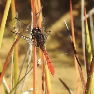 Nannophya dalei (Eastern Pygmyfly) at High Range - 21 Dec 2022 by GlossyGal