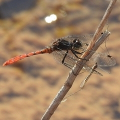 Nannophya dalei at High Range, NSW - suppressed