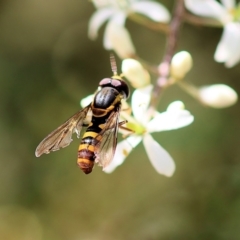 Unidentified Hover fly (Syrphidae) at Kiah, NSW - 23 Dec 2022 by KylieWaldon