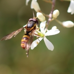 Ischiodon scutellaris at Kiah, NSW - 24 Dec 2022