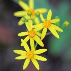 Senecio velleioides (Forest Groundsel) at East Boyd State Forest - 23 Dec 2022 by KylieWaldon