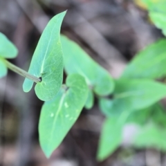 Lordhowea velleioides at Kiah, NSW - 24 Dec 2022