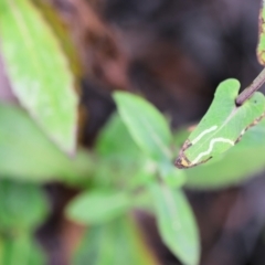 Lordhowea velleioides at Kiah, NSW - 24 Dec 2022