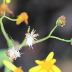 Senecio velleioides at Kiah, NSW - 24 Dec 2022