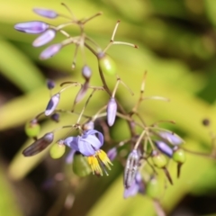 Dianella caerulea (Common Flax Lily) at East Boyd State Forest - 23 Dec 2022 by KylieWaldon