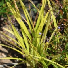 Dianella caerulea at Kiah, NSW - 24 Dec 2022