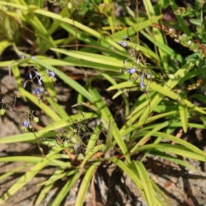 Dianella caerulea at Kiah, NSW - 24 Dec 2022