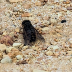 Tabanidae (family) (Unidentified march or horse fly) at Wallagoot, NSW - 26 Dec 2022 by KylieWaldon