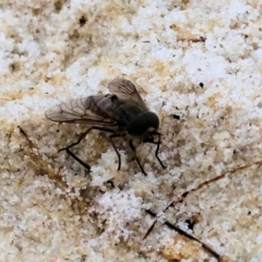 Tabanidae (family) at Wallagoot, NSW - 26 Dec 2022 08:55 AM