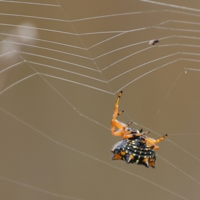 Austracantha minax (Christmas Spider, Jewel Spider) at Bournda Environment Education Centre - 25 Dec 2022 by KylieWaldon