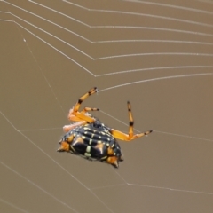 Austracantha minax at Wallagoot, NSW - 26 Dec 2022