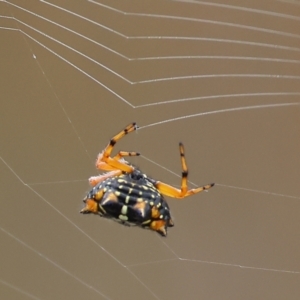 Austracantha minax at Wallagoot, NSW - 26 Dec 2022