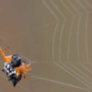Austracantha minax at Wallagoot, NSW - 26 Dec 2022 08:53 AM