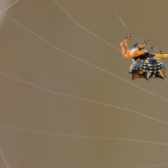 Austracantha minax at Wallagoot, NSW - 26 Dec 2022 08:53 AM