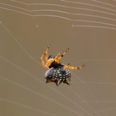 Austracantha minax at Wallagoot, NSW - 26 Dec 2022