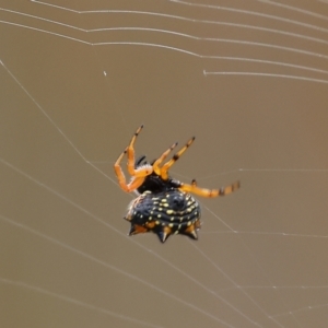 Austracantha minax at Wallagoot, NSW - 26 Dec 2022 08:53 AM