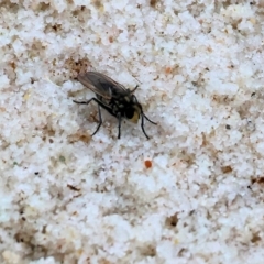 Unidentified True fly (Diptera) at Wallagoot, NSW - 25 Dec 2022 by KylieWaldon