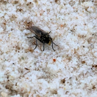 Unverified True fly (Diptera) at Wallagoot, NSW - 26 Dec 2022 by KylieWaldon