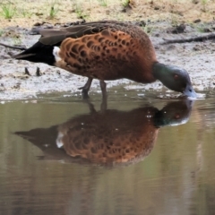 Anas castanea (Chestnut Teal) at Wallagoot, NSW - 26 Dec 2022 by KylieWaldon