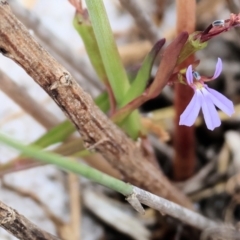 Lobelia anceps (Angled Lobelia) at Wallagoot, NSW - 26 Dec 2022 by KylieWaldon