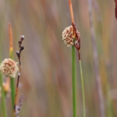 Ficinia nodosa (Knobby Club-rush) at Wallagoot, NSW - 26 Dec 2022 by KylieWaldon