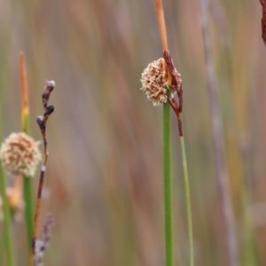 Ficinia nodosa at Wallagoot, NSW - 26 Dec 2022