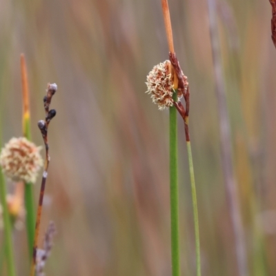 Ficinia nodosa (Knobby Club-rush) at Wallagoot, NSW - 26 Dec 2022 by KylieWaldon