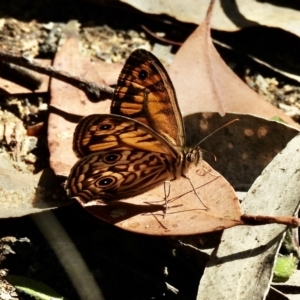 Geitoneura acantha at High Range, NSW - 21 Dec 2022