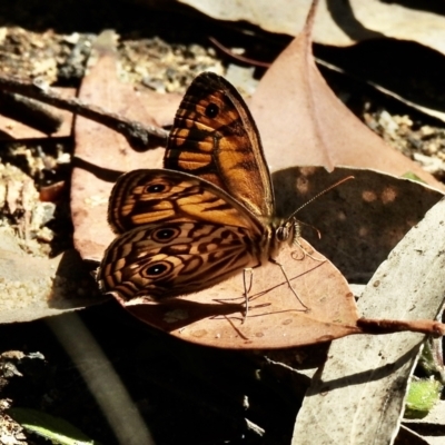 Geitoneura acantha (Ringed Xenica) at High Range - 20 Dec 2022 by GlossyGal