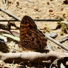 Geitoneura acantha at High Range, NSW - 21 Dec 2022