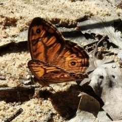 Geitoneura acantha at High Range, NSW - 21 Dec 2022