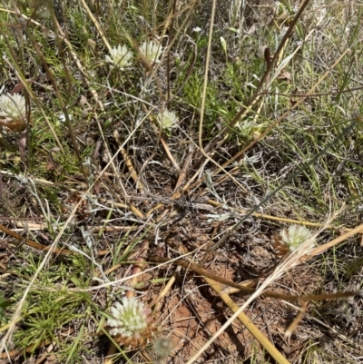 Trifolium sp. (Clover) at Queanbeyan Nature Reserve - 29 Dec 2022 by Mavis