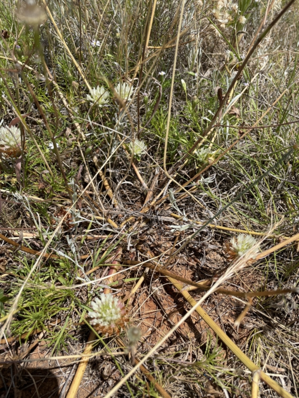Trifolium sp. at Jerrabomberra, NSW - 29 Dec 2022
