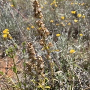 Gamochaeta purpurea at QPRC LGA - 29 Dec 2022