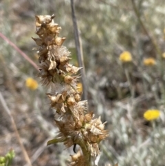 Gamochaeta purpurea at QPRC LGA - 29 Dec 2022