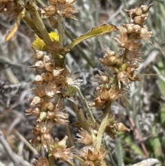 Gamochaeta purpurea at QPRC LGA - 29 Dec 2022