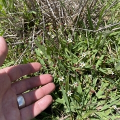 Sisyrinchium rosulatum (Scourweed) at Queanbeyan Nature Reserve - 29 Dec 2022 by Mavis