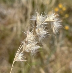 Rytidosperma (genus) (Wallaby Grass) at Jerrabomberra, NSW - 29 Dec 2022 by Mavis