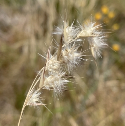 Rytidosperma (genus) (Wallaby Grass) at Jerrabomberra, NSW - 29 Dec 2022 by Mavis
