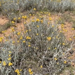 Chrysocephalum apiculatum (Common Everlasting) at Jerrabomberra, NSW - 29 Dec 2022 by Mavis